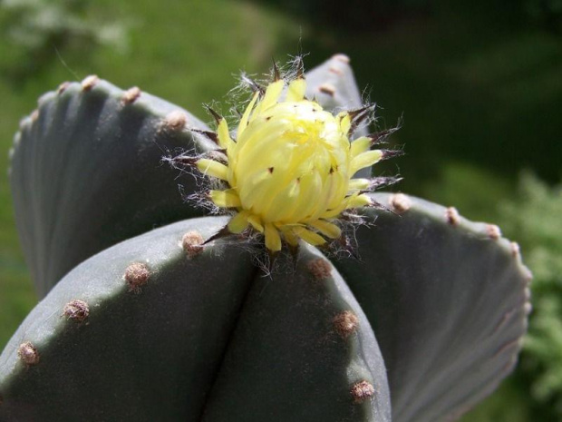 Astrophytum myriostigma f. nudum