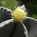 Astrophytum myriostigma f. nudum