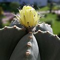 Astrophytum myriostigma f. nudum