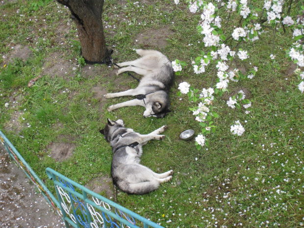 odpoczynek Tago i Grzmot #zwierzeta #psy #pies #husky