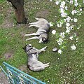 odpoczynek Tago i Grzmot #zwierzeta #psy #pies #husky
