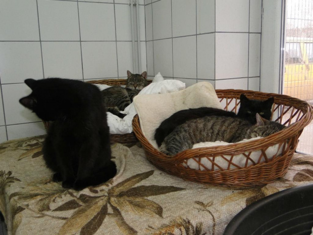Koty do adopcji #adopcja #adopcje #Gliwice #kocięta #kot #kotki #koty #pomoc #przygarnę #schronisko #zaadoptuję #zwierzęta