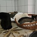 Koty do adopcji #adopcja #adopcje #Gliwice #kocięta #kot #kotki #koty #pomoc #przygarnę #schronisko #zaadoptuję #zwierzęta