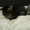 Koty do adopcji #adopcja #adopcje #Gliwice #kocięta #kot #kotki #koty #pomoc #przygarnę #schronisko #zaadoptuję #zwierzęta