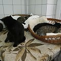Koty do adopcji #adopcja #adopcje #Gliwice #kocięta #kot #kotki #koty #pomoc #przygarnę #schronisko #zaadoptuję #zwierzęta