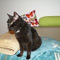 Koty do adopcji #adopcja #adopcje #Gliwice #kocięta #kot #kotki #koty #pomoc #przygarnę #schronisko #zaadoptuję #zwierzęta