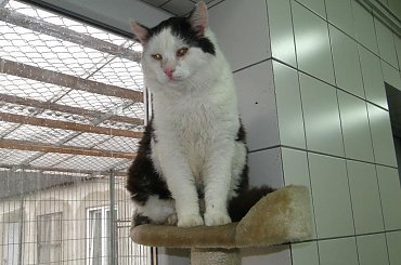 Koty do adopcji #adopcja #adopcje #Gliwice #kocięta #kot #kotki #koty #pomoc #przygarnę #schronisko #zaadoptuję #zwierzęta