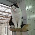 Koty do adopcji #adopcja #adopcje #Gliwice #kocięta #kot #kotki #koty #pomoc #przygarnę #schronisko #zaadoptuję #zwierzęta