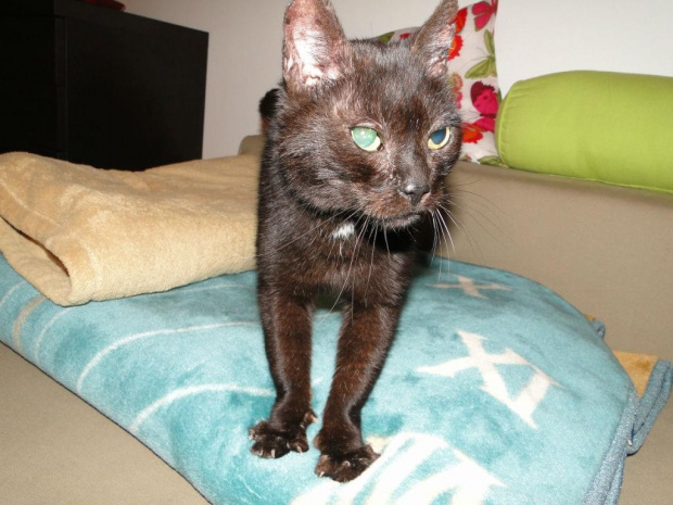 Koty do adopcji #adopcja #adopcje #Gliwice #kocięta #kot #kotki #koty #pomoc #przygarnę #schronisko #zaadoptuję #zwierzęta