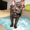 Koty do adopcji #adopcja #adopcje #Gliwice #kocięta #kot #kotki #koty #pomoc #przygarnę #schronisko #zaadoptuję #zwierzęta