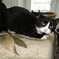 Koty do adopcji #adopcja #adopcje #Gliwice #kocięta #kot #kotki #koty #pomoc #przygarnę #schronisko #zaadoptuję #zwierzęta
