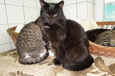 Koty do adopcji #adopcja #adopcje #Gliwice #kocięta #kot #kotki #koty #pomoc #przygarnę #schronisko #zaadoptuję #zwierzęta