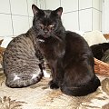 Koty do adopcji #adopcja #adopcje #Gliwice #kocięta #kot #kotki #koty #pomoc #przygarnę #schronisko #zaadoptuję #zwierzęta