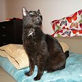 Koty do adopcji #adopcja #adopcje #Gliwice #kocięta #kot #kotki #koty #pomoc #przygarnę #schronisko #zaadoptuję #zwierzęta