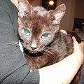 Koty do adopcji #adopcja #adopcje #Gliwice #kocięta #kot #kotki #koty #pomoc #przygarnę #schronisko #zaadoptuję #zwierzęta