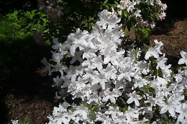 rododendrony i azalie #kwiaty #arboretum #rododendrony