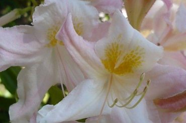 rododendrony :):) #kwiaty #azalie #rododendrony #arboretum