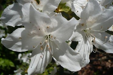 rododendrony i azalie #kwiaty #arboretum #rododendrony
