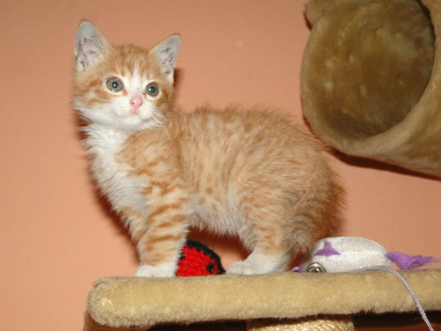 Koty do adopcji #adopcja #adopcje #Gliwice #kocięta #kot #kotki #koty #pomoc #przygarnę #schronisko #zaadoptuję #zwierzęta