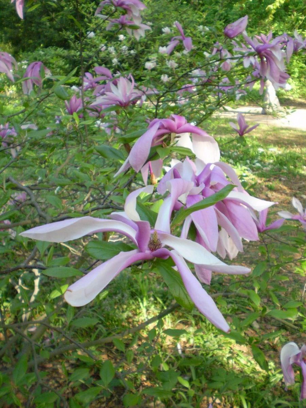 Magnolie czarowały urodą ...