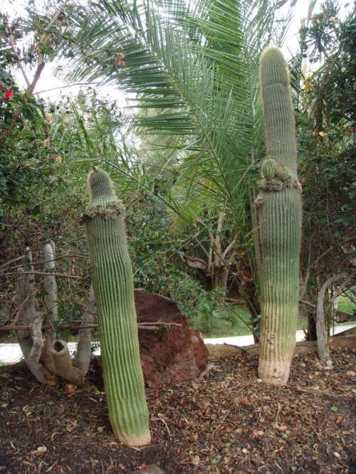 Kraina kaktusów... #egzotyczne #Kaktus #palma #roślinki #Teneryfa