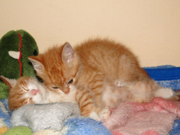 Koty do adopcji #adopcja #adopcje #Gliwice #kocięta #kot #kotki #koty #pomoc #przygarnę #schronisko #zaadoptuję #zwierzęta