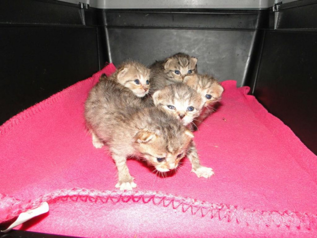 Koty do adopcji #adopcja #adopcje #Gliwice #kocięta #kot #kotki #koty #pomoc #przygarnę #schronisko #zaadoptuję #zwierzęta
