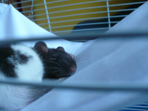 Pixel śpi #szczur