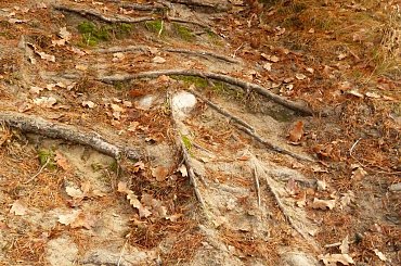 Leśne schody #BoryTucholskie