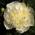 biała peonia-cudownie pachnie:) #kwiat #ogród #kolor #wiosna #natura