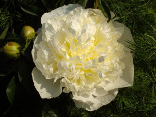 biała peonia-cudownie pachnie:) #kwiat #ogród #kolor #wiosna #natura