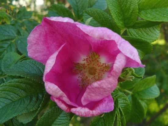 Rosa Rugosa