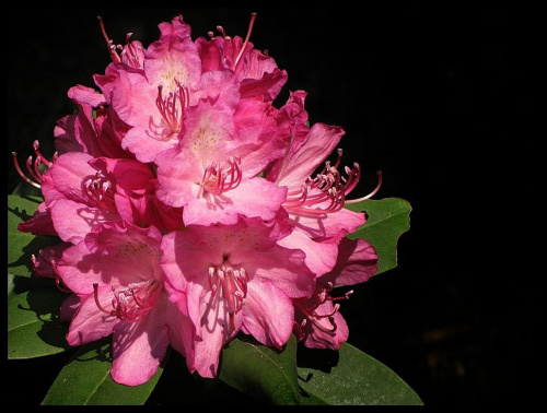 ...rododendron...