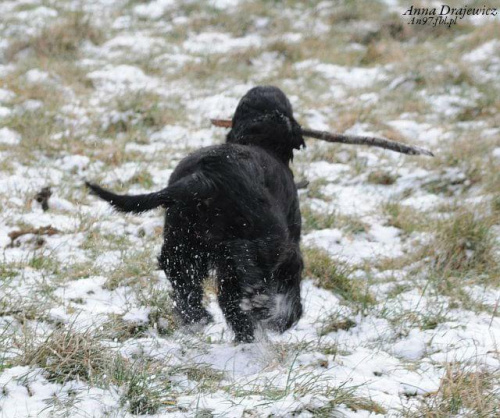 Z patykiem. #boisko #Luna #łąka #pies #śnieg #zima