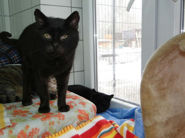 Koty do adopcji #adopcja #adopcje #Gliwice #kocięta #kot #kotki #koty #pomoc #przygarnę #schronisko #zaadoptuję #zwierzęta