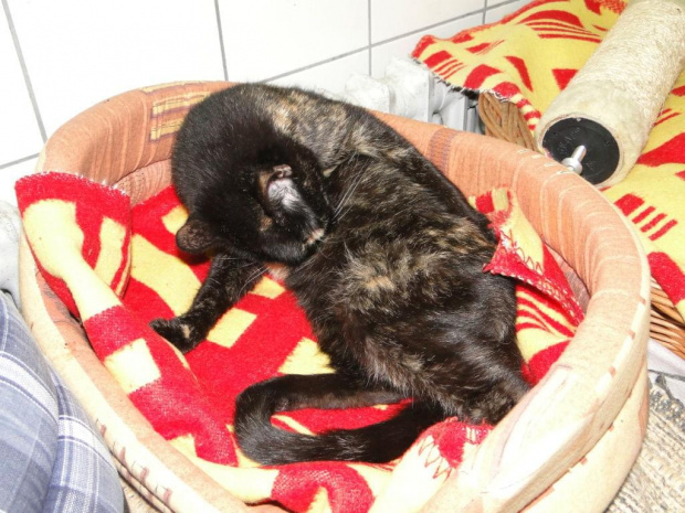 Koty do adopcji #adopcja #adopcje #Gliwice #kocięta #kot #kotki #koty #pomoc #przygarnę #schronisko #zaadoptuję #zwierzęta