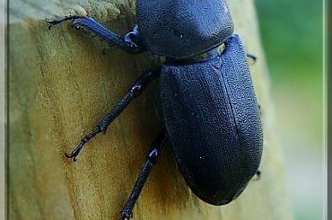 Ciołek ;D taką nazwę ma #ciołek #makro #owad #chrząszcz