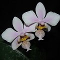 Phalaenopsis Go Philadelphia