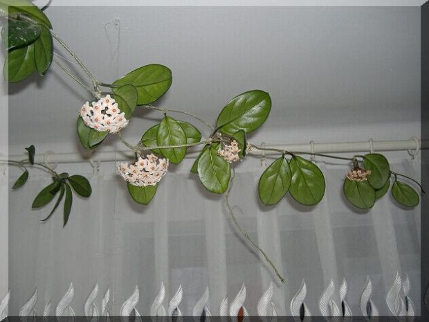 Hoya Carnosa