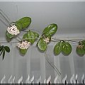 Hoya Carnosa