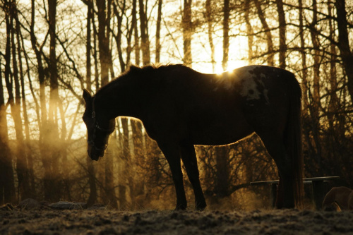 Mak o wschodzie słońca #konie