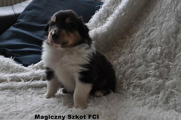 #CollieSzczenięta #MagicznySzkot