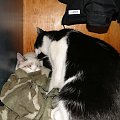 Koty do adopcji #adopcja #adopcje #Gliwice #kocięta #kot #kotki #koty #pomoc #przygarnę #schronisko #zaadoptuję #zwierzęta