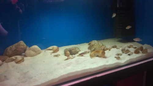 Lamprologus caudopunctatus Kapamp i Lamprologus ocellatus Gold