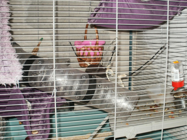 Klatka moich dziewczyn.