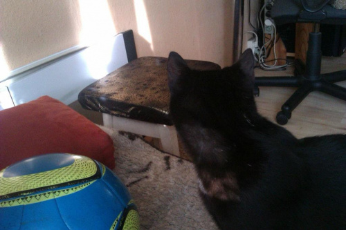 Koty do adopcji #adopcja #adopcje #Gliwice #kocięta #kot #kotki #koty #pomoc #przygarnę #schronisko #zaadoptuję #zwierzęta