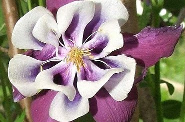 #kwiat #kwiaty #flora #rośliny #piękne #jaba #jaba55