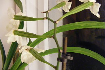 zapylony storczyk #storczyk #zapylony #ZapylanieStorczyka #nasiona #NasionaStorczyka