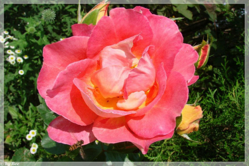 #kwiaty #lato #ogród #róże