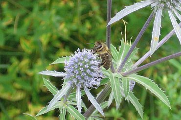 Mikołajek płaskolistny #mikołajek #płaskolistny #allegro #aukcja #pszczoła #kwiat